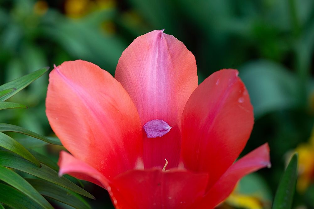 France-Giverny Close-up of tiny petal inside a red tulip